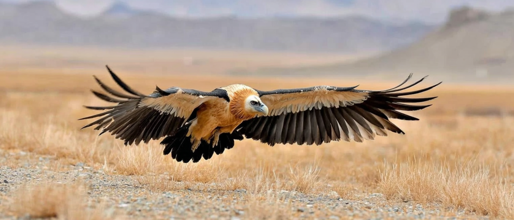 The Majestic Bearded Vulture of the Gobi Desert: Mongolia’s Bone-Breaking Raptor