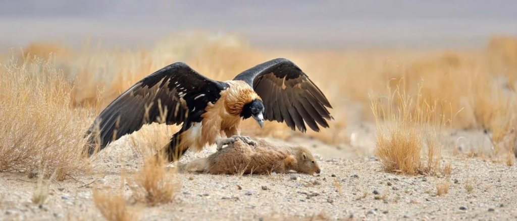 bearded vulture of the gobi desert catching and eating marmot