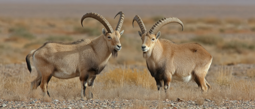 siberian ibex of the gobi desert 