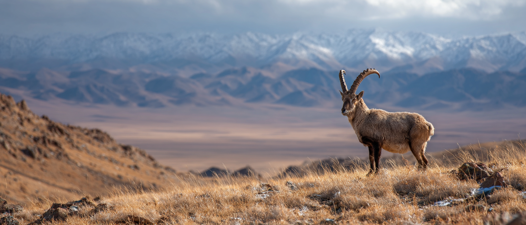 The Siberian Ibex of the Gobi Desert: Mongolia’s Master Mountain Climber