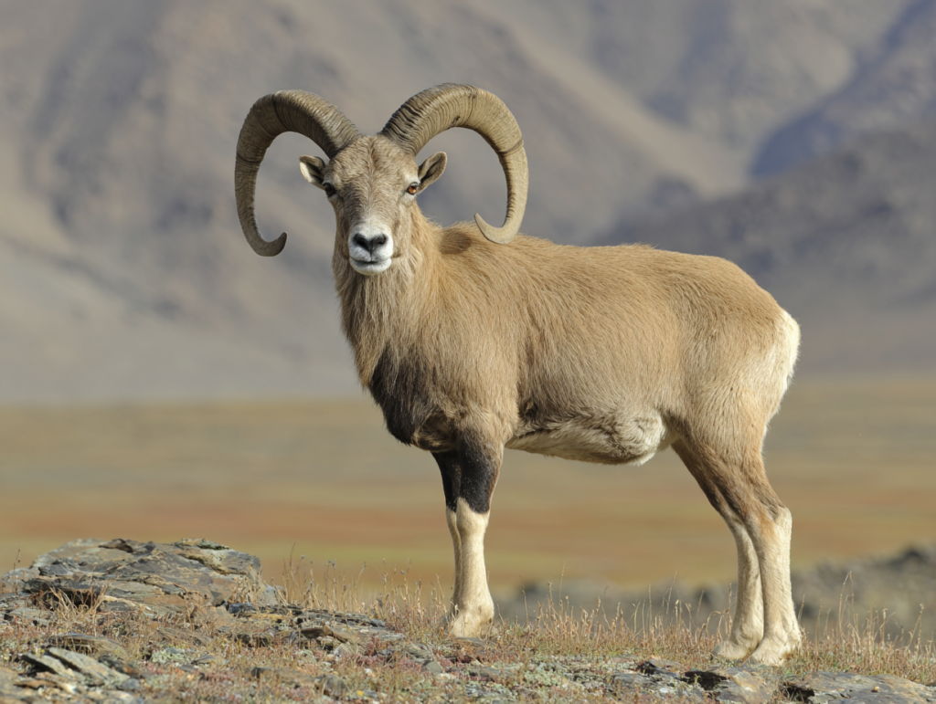 male mongolian argali sheep on top of a mountain in Mongolia